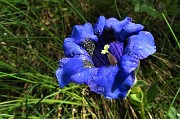 02 Fiori sul sentiero, Genziana di Koch (Gentiana kochiana)